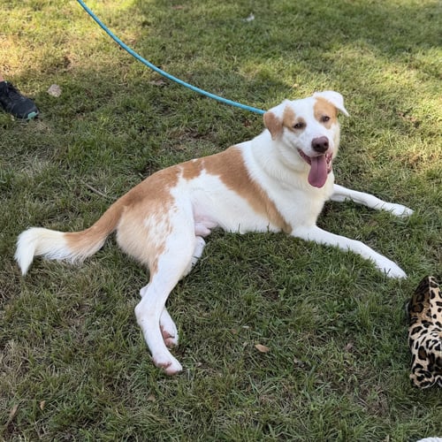 GEORGE - Australian Shepherd available for adoption