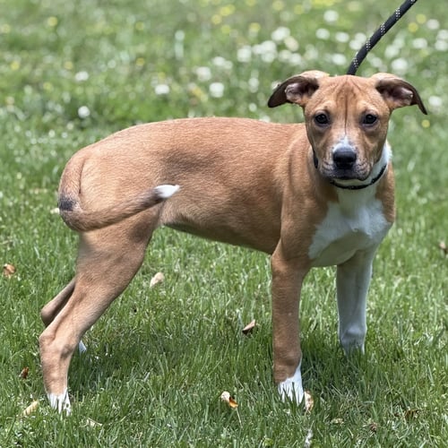 WHITNEY - Hound / Terrier available for adoption