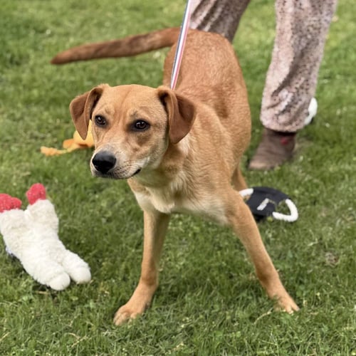 SALLY  LOWER FEE! - Catahoula Leopard Dog / Labrador Retriever available for adoption