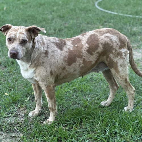 BERNADETTE  LOW FEE - Catahoula Leopard Dog available for adoption