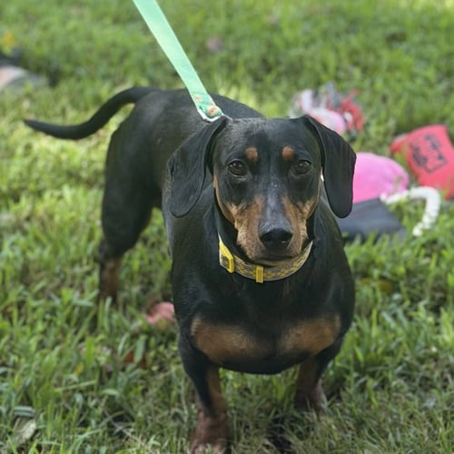 BUDD - Dachshund available for adoption