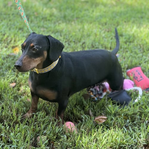 BUDD - Dachshund available for adoption