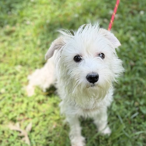 MILO BOO - Schnauzer available for adoption