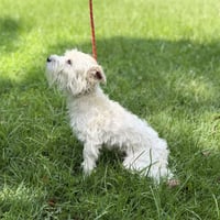 MILO BOO - Photo 3