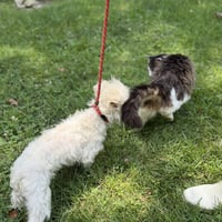 MILO BOO - Photo 4