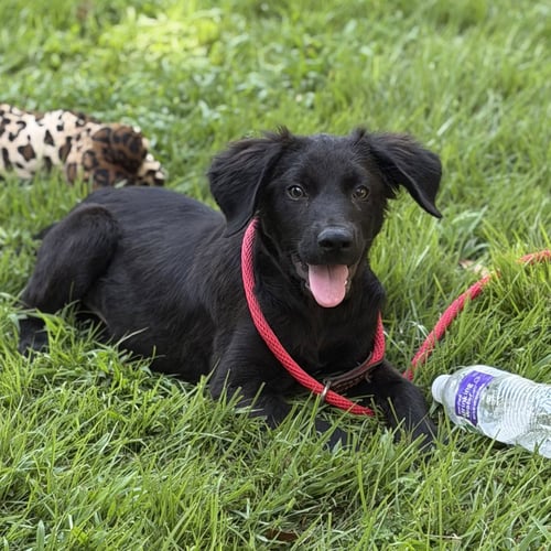 MOOSE - Retriever available for adoption
