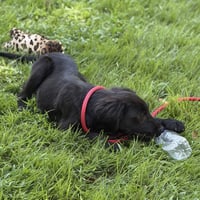 MOOSE - Photo 4