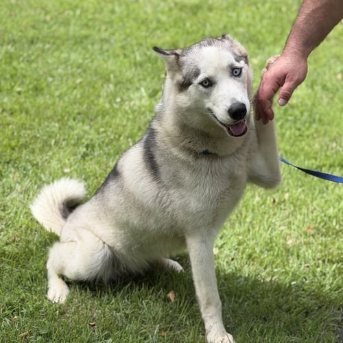 CLAUDIA - Husky available for adoption