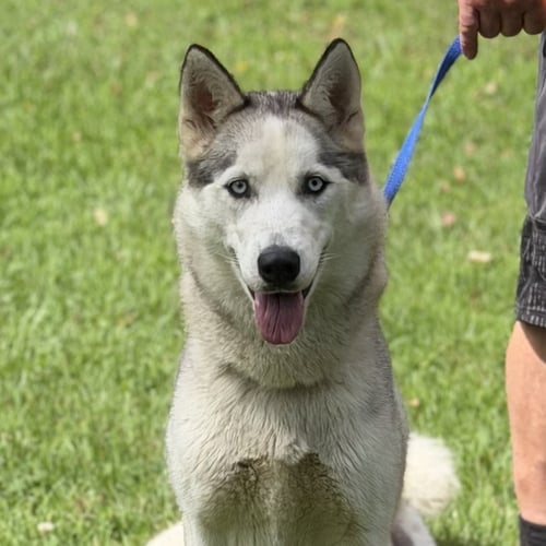 CLAUDIA - Husky available for adoption