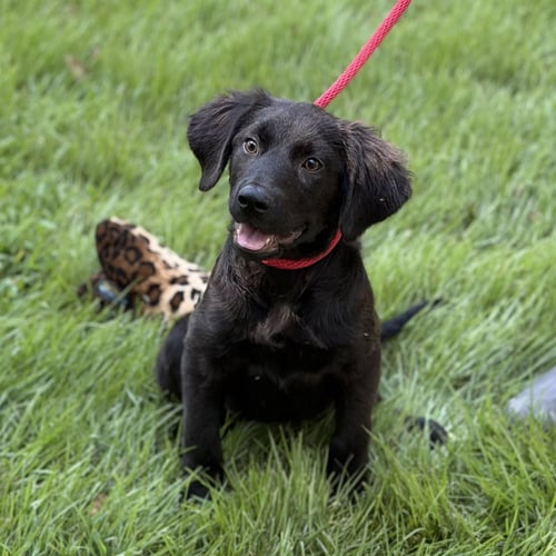 MOOSE - Retriever available for adoption
