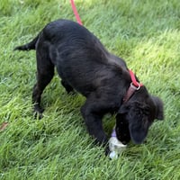 MOOSE - Photo 3