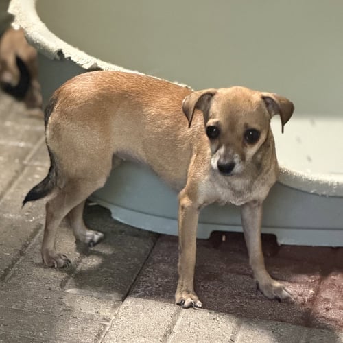 SMILEY - Chihuahua available for adoption