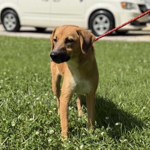 ZEVA - Finnish Spitz / Labrador Retriever available for adoption