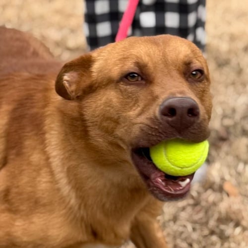 FRANKLIN - Vizsla available for adoption