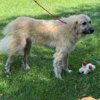Dukey - Photo 4
