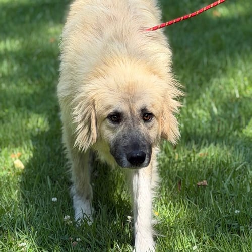 DUKEY - Great Pyrenees / Anatolian Shepherd available for adoption