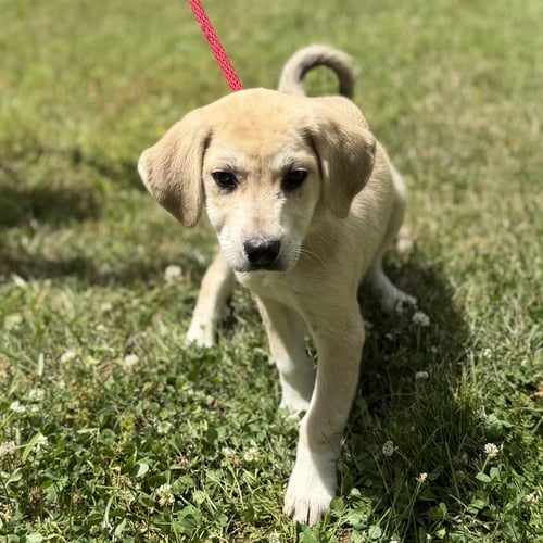 LIBERTY - Labrador Retriever / Hound available for adoption