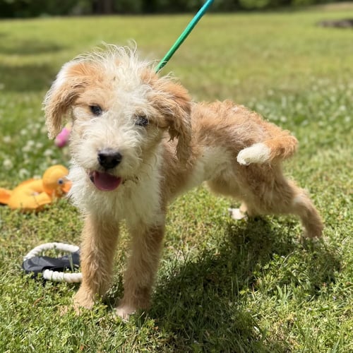 CHEVY - Poodle (unknown type) / Wheaten Terrier available for adoption