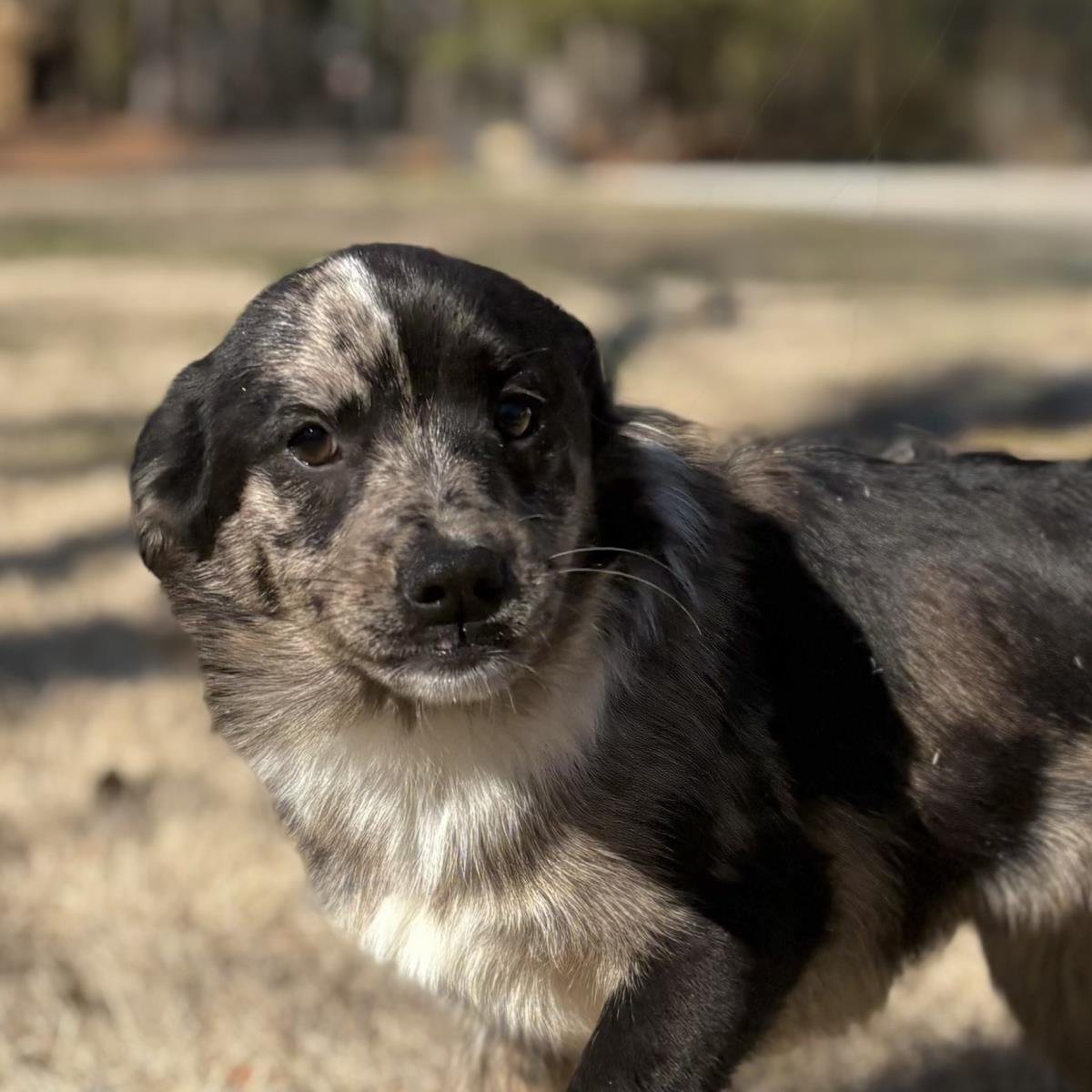 ROSALINA - Labrador Retriever available for adoption