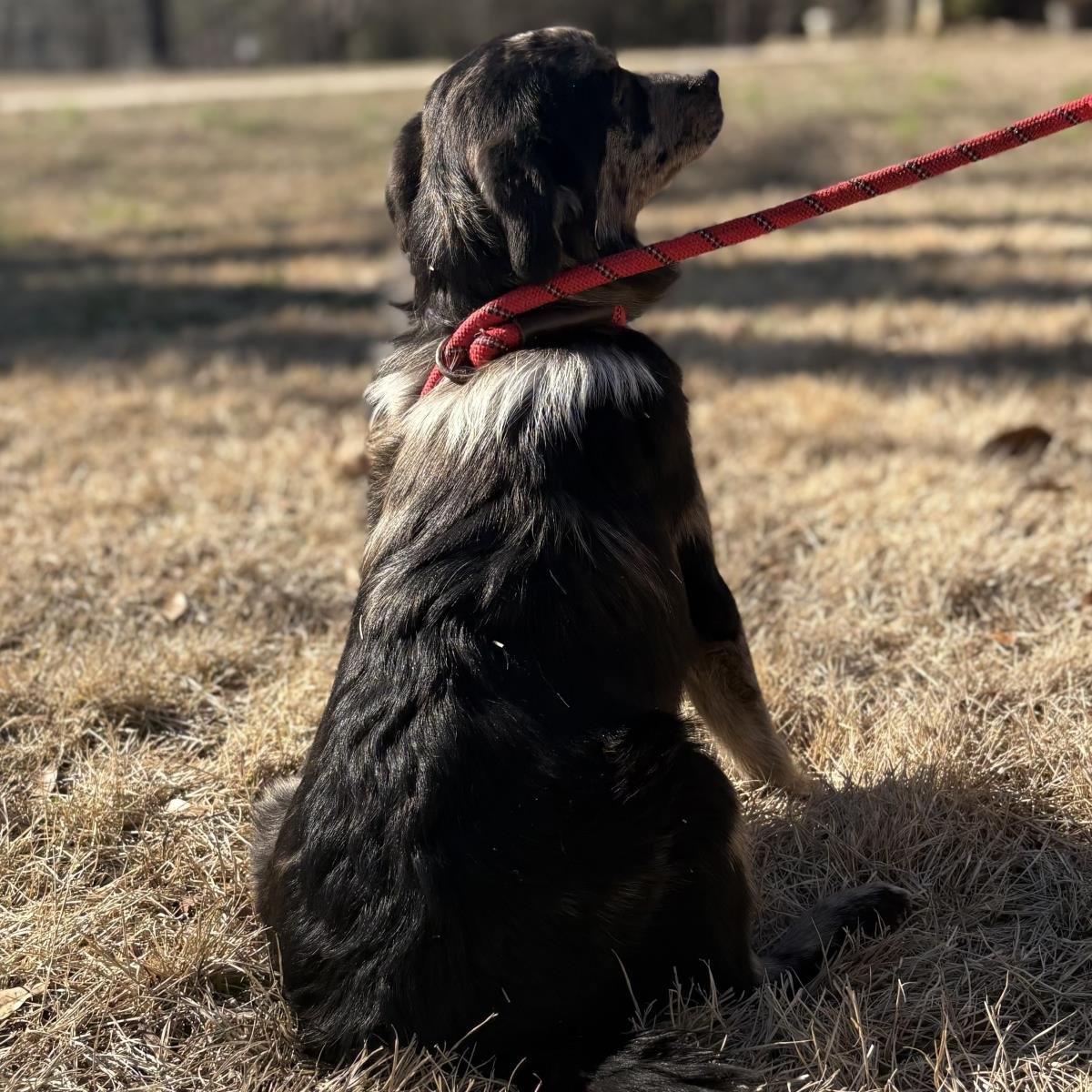 ROSALINA - Labrador Retriever available for adoption
