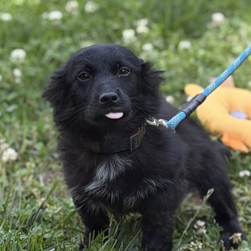 AMERICANO - Cocker Spaniel / Beagle available for adoption
