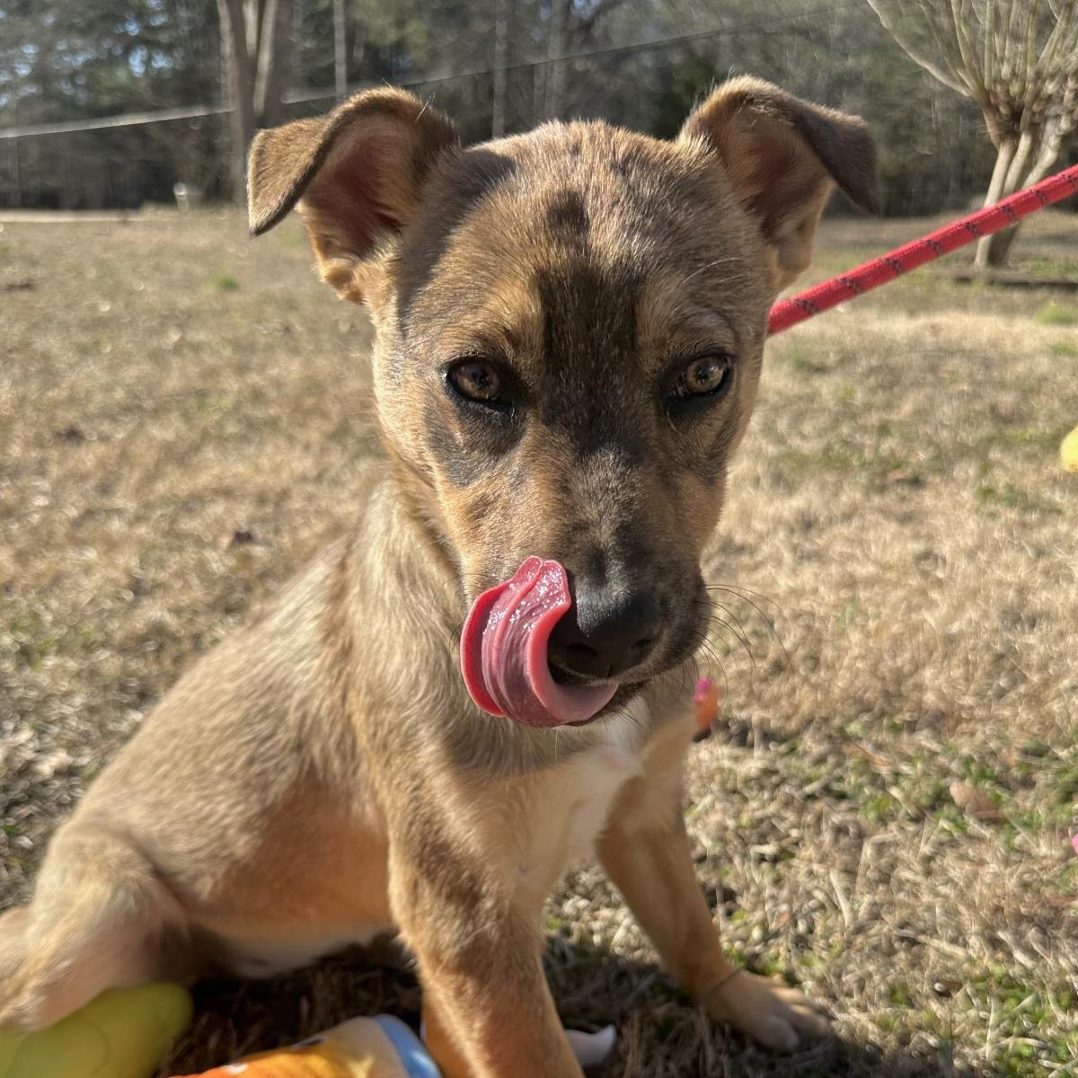 NIKKI - Shepherd available for adoption