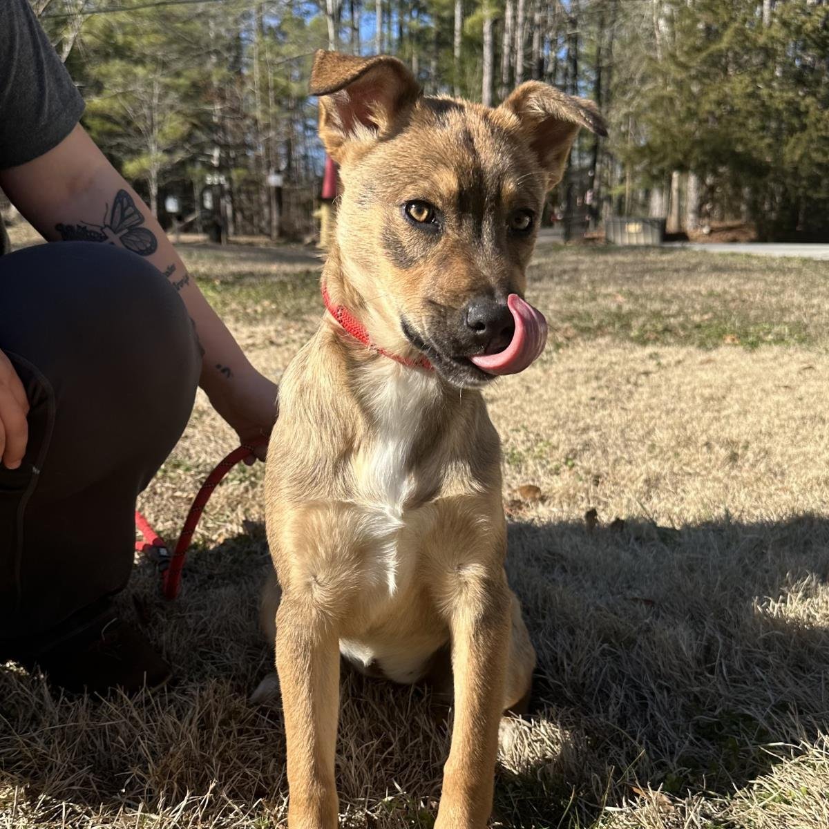 NIKKI - Shepherd available for adoption