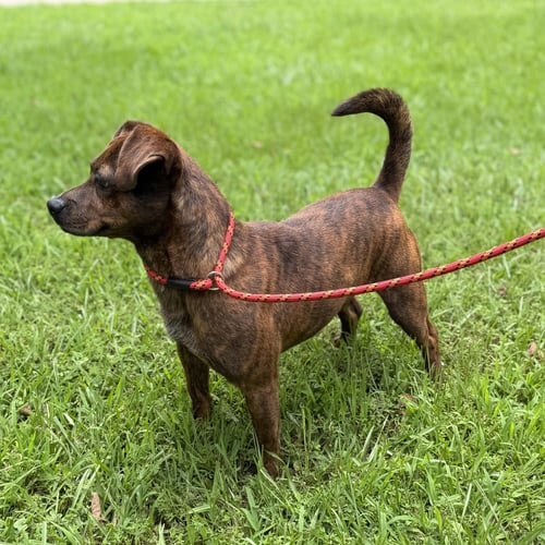 KOBE - Dachshund available for adoption