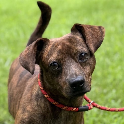 KOBE - Dachshund available for adoption