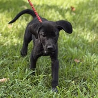 LINUS - Photo 2