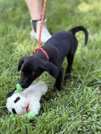 LINUS - Photo 3