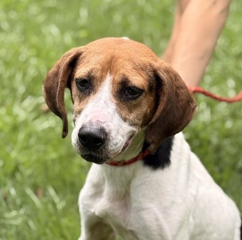 KAYLIE - Beagle / Hound available for adoption