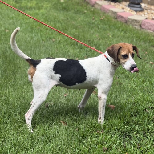 KAYLIE - Beagle / Hound available for adoption