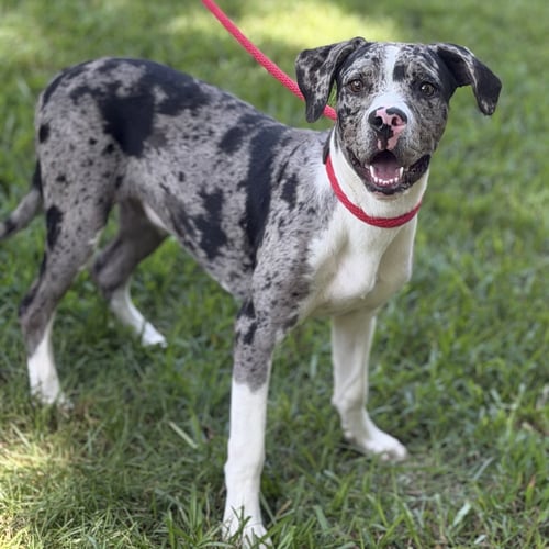 BEANS - Catahoula Leopard Dog / Labrador Retriever available for adoption