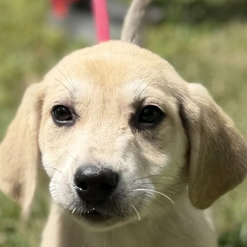 LIBERTY - Labrador Retriever / Hound available for adoption