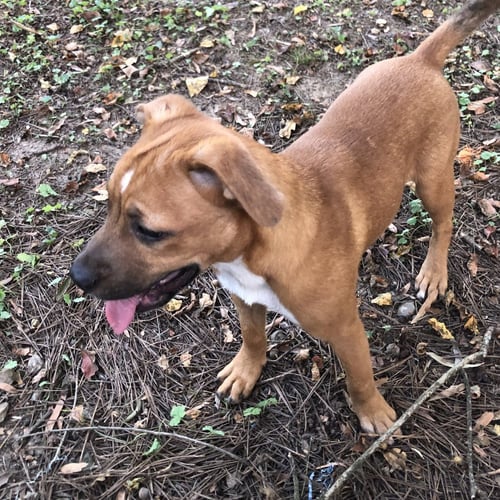 BETTY - Labrador Retriever / Hound available for adoption