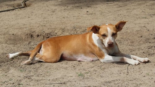 BETTY - Labrador Retriever / Hound available for adoption