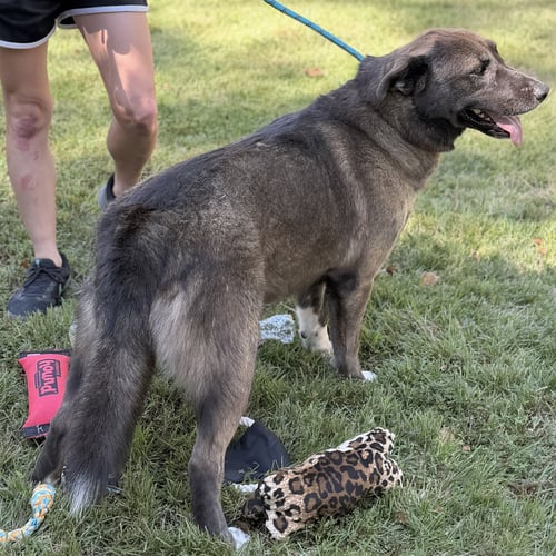 CHASTITY - Shepherd / Husky available for adoption