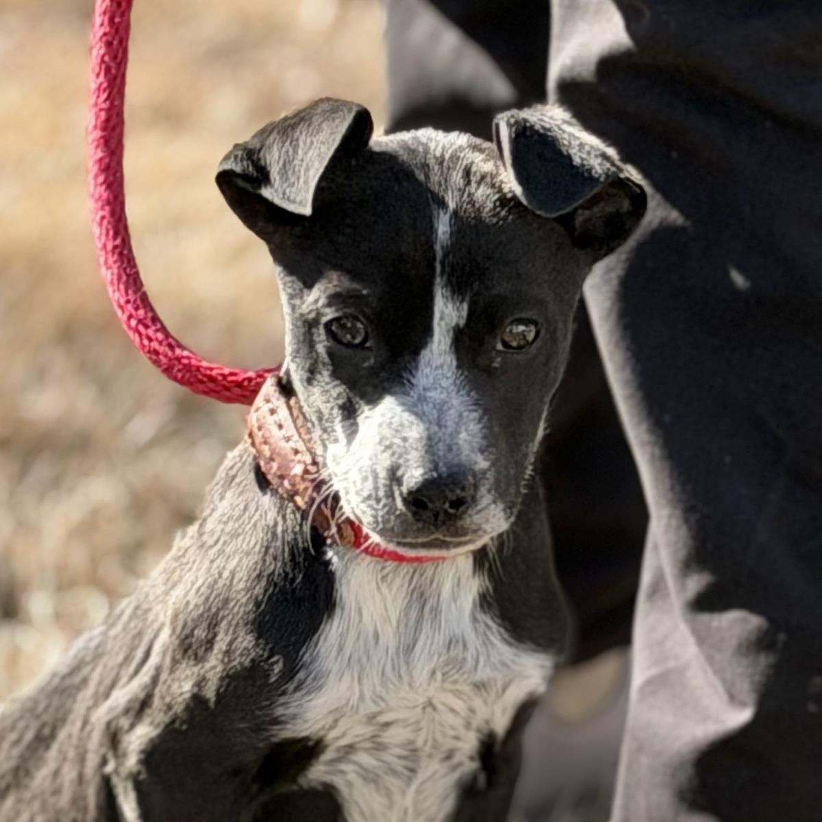 EFFIE - Border Collie / Australian Shepherd available for adoption