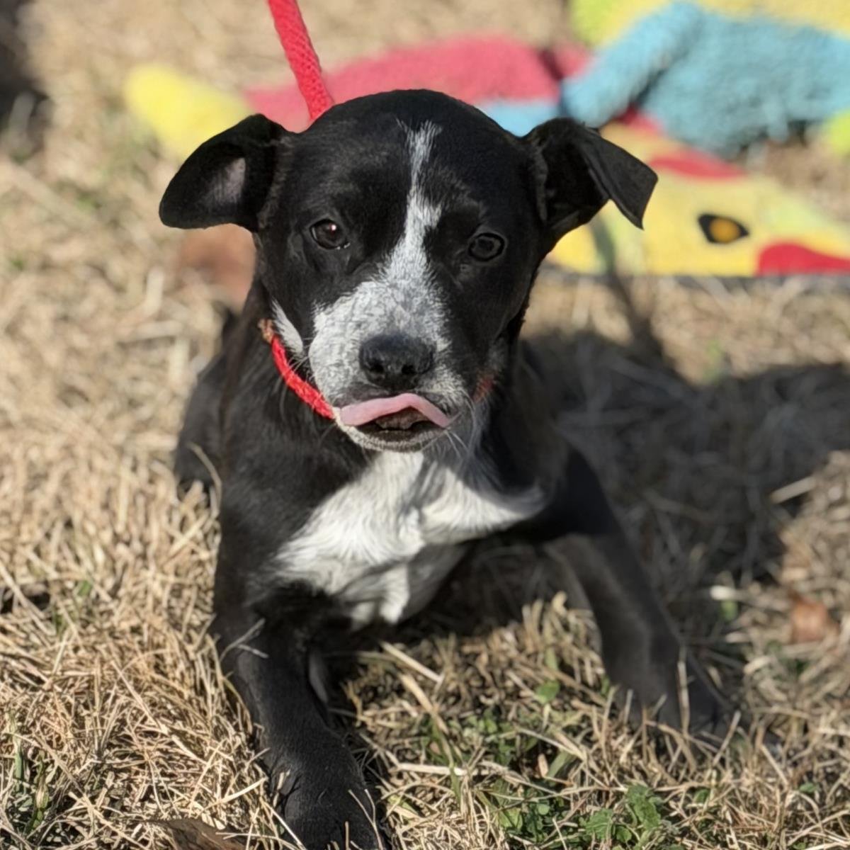 EFFIE - Border Collie / Australian Shepherd available for adoption