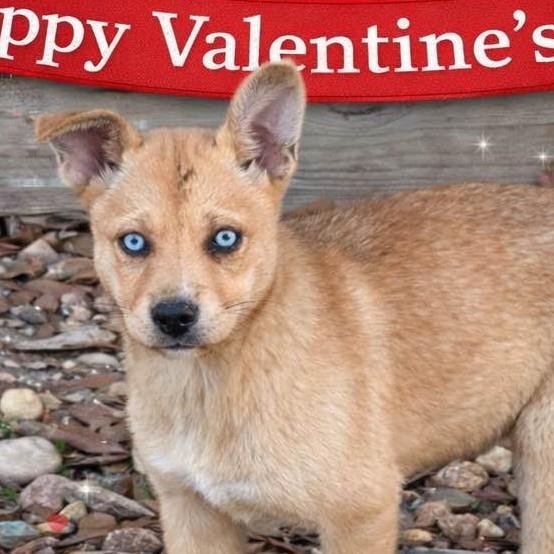 CRYSTAL - Shiba Inu available for adoption