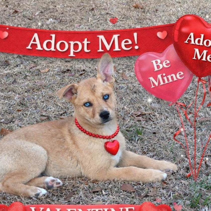 CRYSTAL - Shiba Inu available for adoption