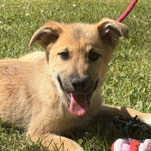 AMORE - Great Pyrenees / German Shepherd Dog available for adoption