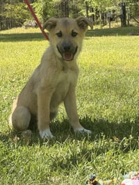 AMORE - Photo 4