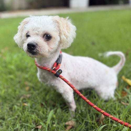 POSTY - Poodle (Miniature) / Maltese available for adoption
