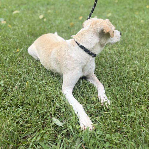SUNSHINE - Yellow Labrador Retriever / Terrier available for adoption