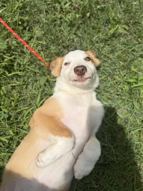 LIAM - Australian Shepherd / Labrador Retriever available for adoption