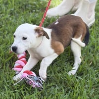 GRITS - Photo 3