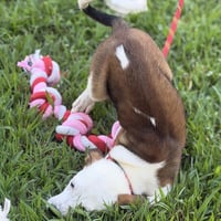 GRITS - Photo 4