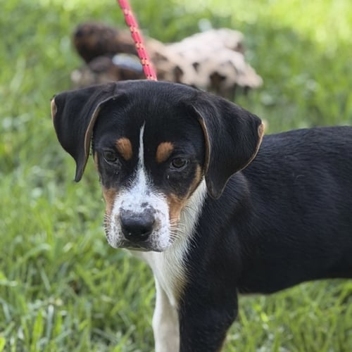 BUTTERBEAN - Beagle available for adoption